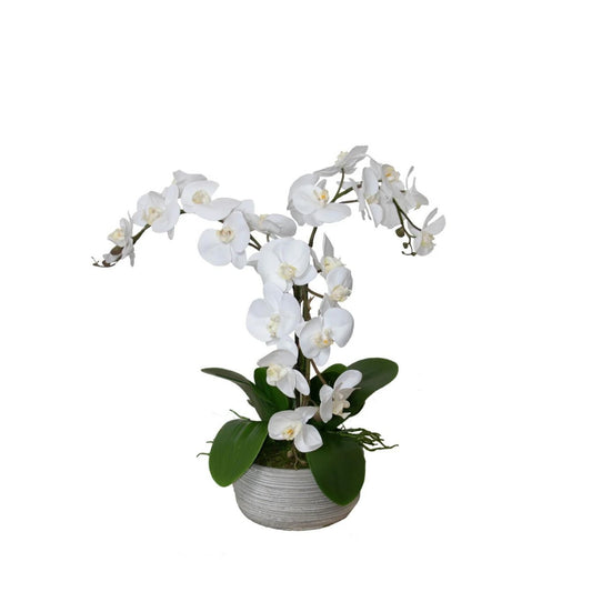 Orchid Drop-In