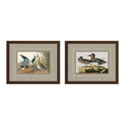 Audobon I - Wall Decor