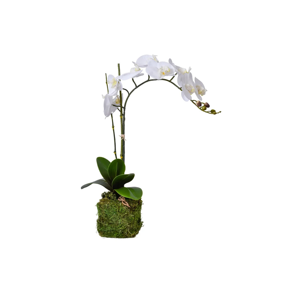 Orchid Drop-In Arrangement