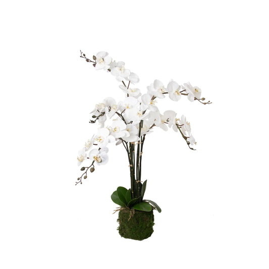 Orchid/Bamboo Arrangement