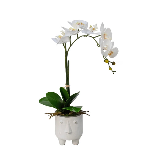 Orchid Drop-In Arrangement
