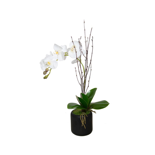 Orchid Arrangement